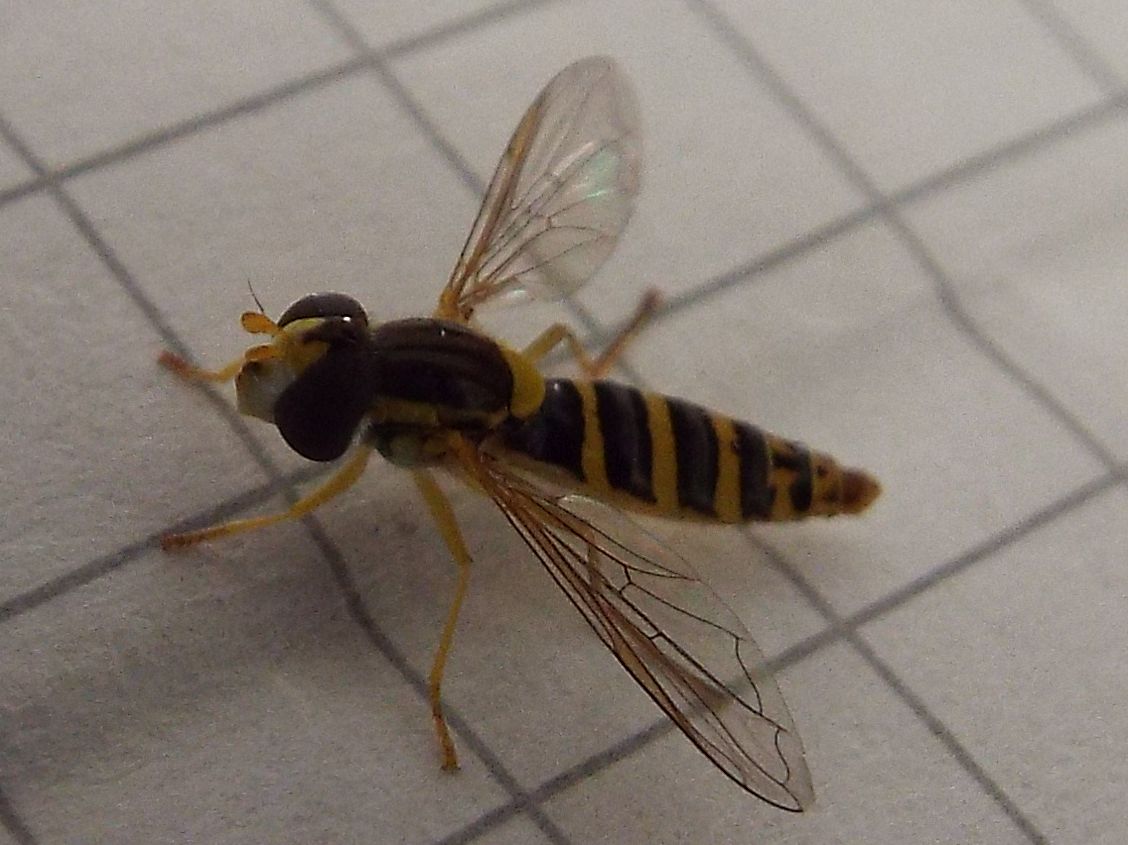 Sphaerophoria sp. femmina (Syrphidae)